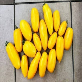 بذر گوجه زیتونی زرد درشت درختی (بسته 15 عددی) کد 2081