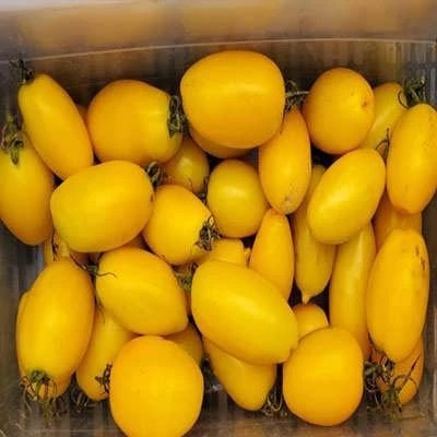 بذر گوجه زیتونی زرد درشت درختی (بسته 15 عددی) کد 2081