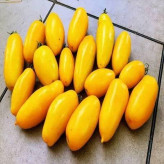 بذر گوجه زیتونی زرد درشت درختی (بسته 15 عددی) کد 2081