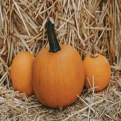بذر کدو پای نارنجی (بسته 8 عددی) کد 2054