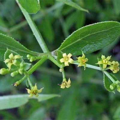بذر روناس (بسته 1 گرمی) کد 539