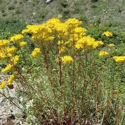 بذر علف چای اسکبروم (بسته 1 گرمی) کد 563
