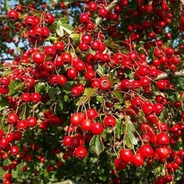 بذر زالزالک قرمز (بسته 20 عددی) کد 1029