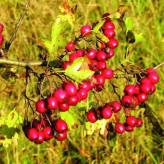 بذر زالزالک قرمز (بسته 20 عددی) کد 1029