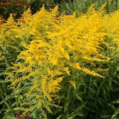بذر علف طلایی (بسته 1 گرمی) کد 961
