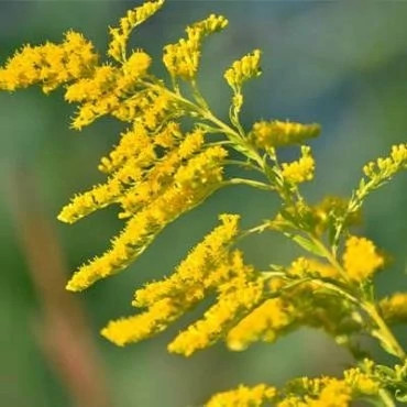 بذر علف طلایی (بسته 1 گرمی) کد 961