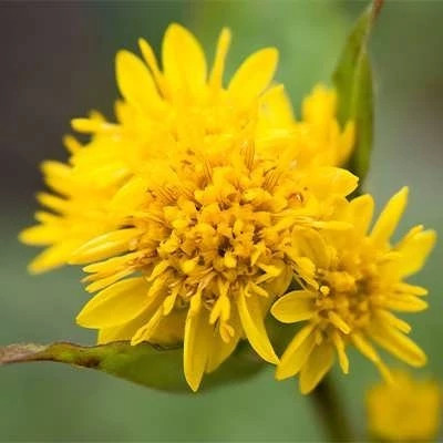 بذر علف طلایی (بسته 1 گرمی) کد 961