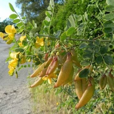 بذر دغدغک (بسته 10 عددی) کد 1976