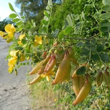 بذر دغدغک (بسته 10 عددی) کد 1976