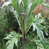 بذر کنگر فرنگی (بسته 5 گرمی) کد 2007