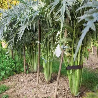 بذر کنگر فرنگی (بسته 5 گرمی) کد 2007