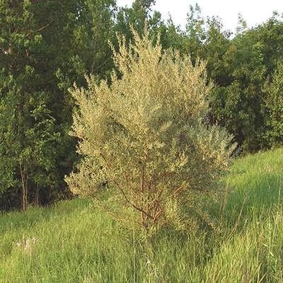 بذر سنجد ژاپنی (بسته 10 عددی) کد 1995