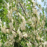 بذر سنجد ژاپنی (بسته 10 عددی) کد 1995