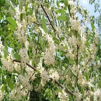 بذر سنجد ژاپنی (بسته 10 عددی) کد 1995