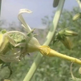 بذر گل شکافته (بسته 10 عددی) کد 1992