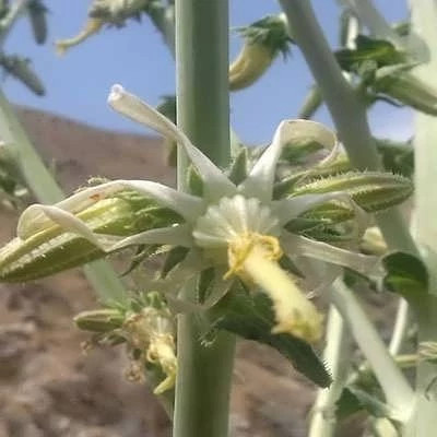 بذر گل شکافته (بسته 10 عددی) کد 1992
