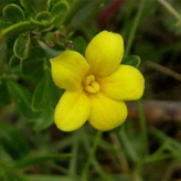 بذر یاسمن زرد (بسته 5 عددی) کد 1897