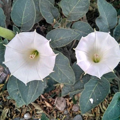 بذر داتوره تماشایی (بسته 20 عددی) کد 1884