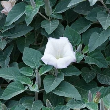 بذر داتوره تماشایی (بسته 20 عددی) کد 1884