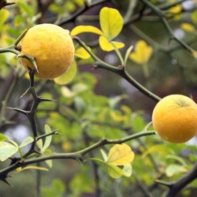 بذر نارنج سه برگ (بسته 5 عددی) کد 1913