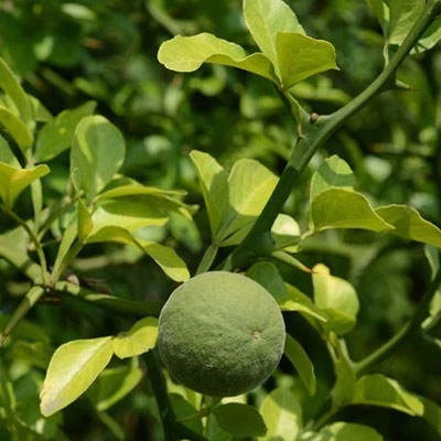 بذر نارنج سه برگ (بسته 5 عددی) کد 1913