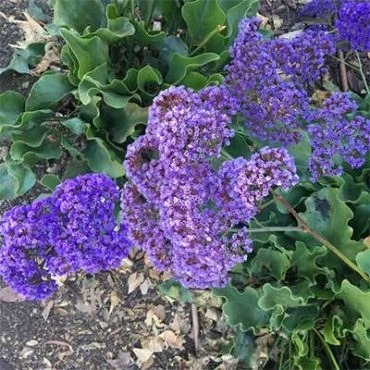 بذر گل لیمونیوم (زنبوری) (بسته 1 گرمی) کد 351
