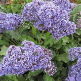 بذر گل لیمونیوم (زنبوری) (بسته 1 گرمی) کد 351