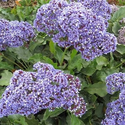 بذر گل لیمونیوم (زنبوری) (بسته 1 گرمی) کد 351
