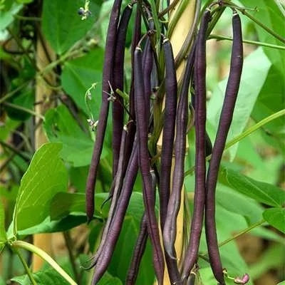 بذر لوبیا بنفش کارمینات (بسته 20 عددی) کد 157