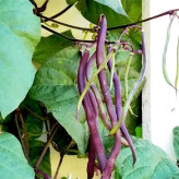 بذر لوبیا بنفش کارمینات (بسته 20 عددی) کد 157