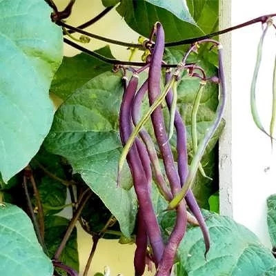 بذر لوبیا بنفش کارمینات (بسته 20 عددی) کد 157
