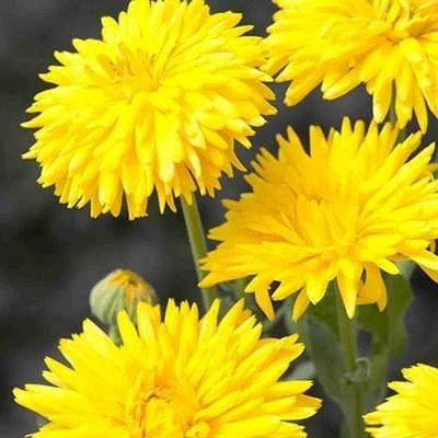 بذر گل همیشه بهار زرد (بسته 1 گرمی) کد 695