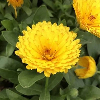 بذر گل همیشه بهار زرد (بسته 1 گرمی) کد 695