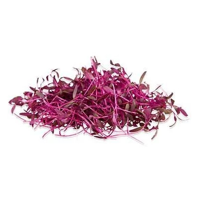 بذر میکروگرین آمارانت (بسته 10 گرمی) کد 606