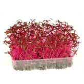 بذر میکروگرین آمارانت (بسته 10 گرمی) کد 606
