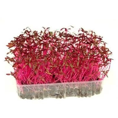 بذر میکروگرین آمارانت (بسته 10 گرمی) کد 606