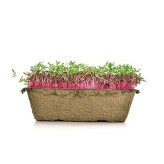 بذر میکروگرین آمارانت (بسته 10 گرمی) کد 606
