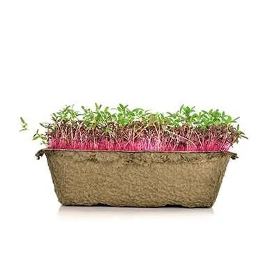 بذر میکروگرین آمارانت (بسته 10 گرمی) کد 606