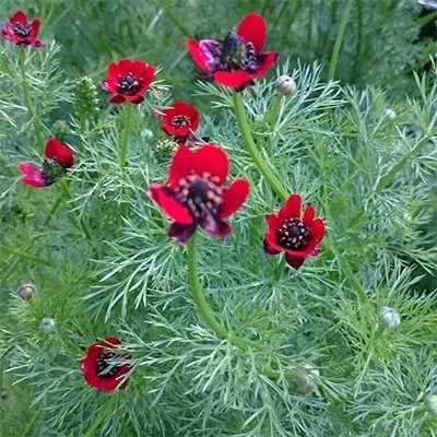 بذر چشم خروس (بسته 10 عددی) کد 411