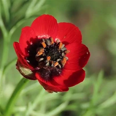 بذر چشم خروس (بسته 10 عددی) کد 411