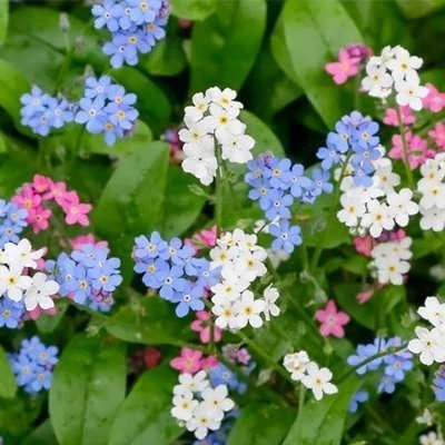 بذر گل فراموشم مکن هفت رنگ (بسته 30 عددی) کد 1373
