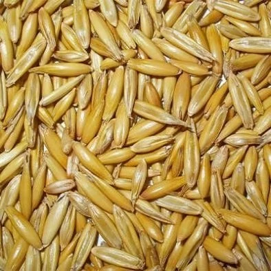 بذر جو دوسر وحشی (بسته 100 گرمی) کد 527