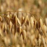 بذر جو دوسر وحشی (بسته 100 گرمی) کد 527