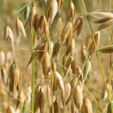بذر جو دوسر وحشی (بسته 100 گرمی) کد 527