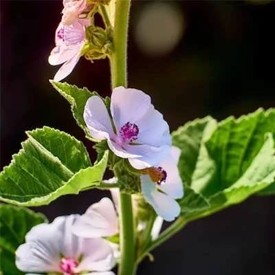 بذر گل پنیرک مارشمالو (بسته 20 عددی) کد 1361