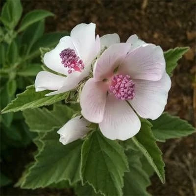 بذر گل پنیرک مارشمالو (بسته 20 عددی) کد 1361