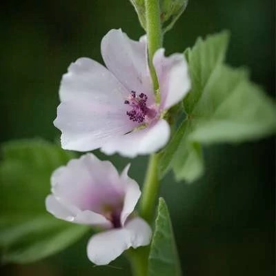 بذر گل پنیرک مارشمالو (بسته 20 عددی) کد 1361