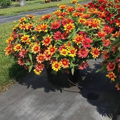 بذر گل همیشه بهار پابلند مخلوط زرد و نارنجی (بسته 1 گرمی) کد 2208
