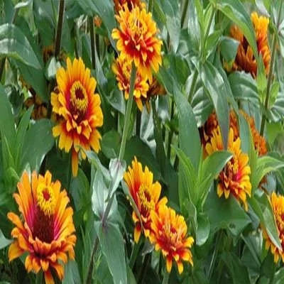 بذر گل همیشه بهار پابلند مخلوط زرد و نارنجی (بسته 1 گرمی) کد 2208