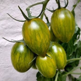بذر گوجه زیتونی ببری زرد درختی (بسته 15 عددی) کد 2082